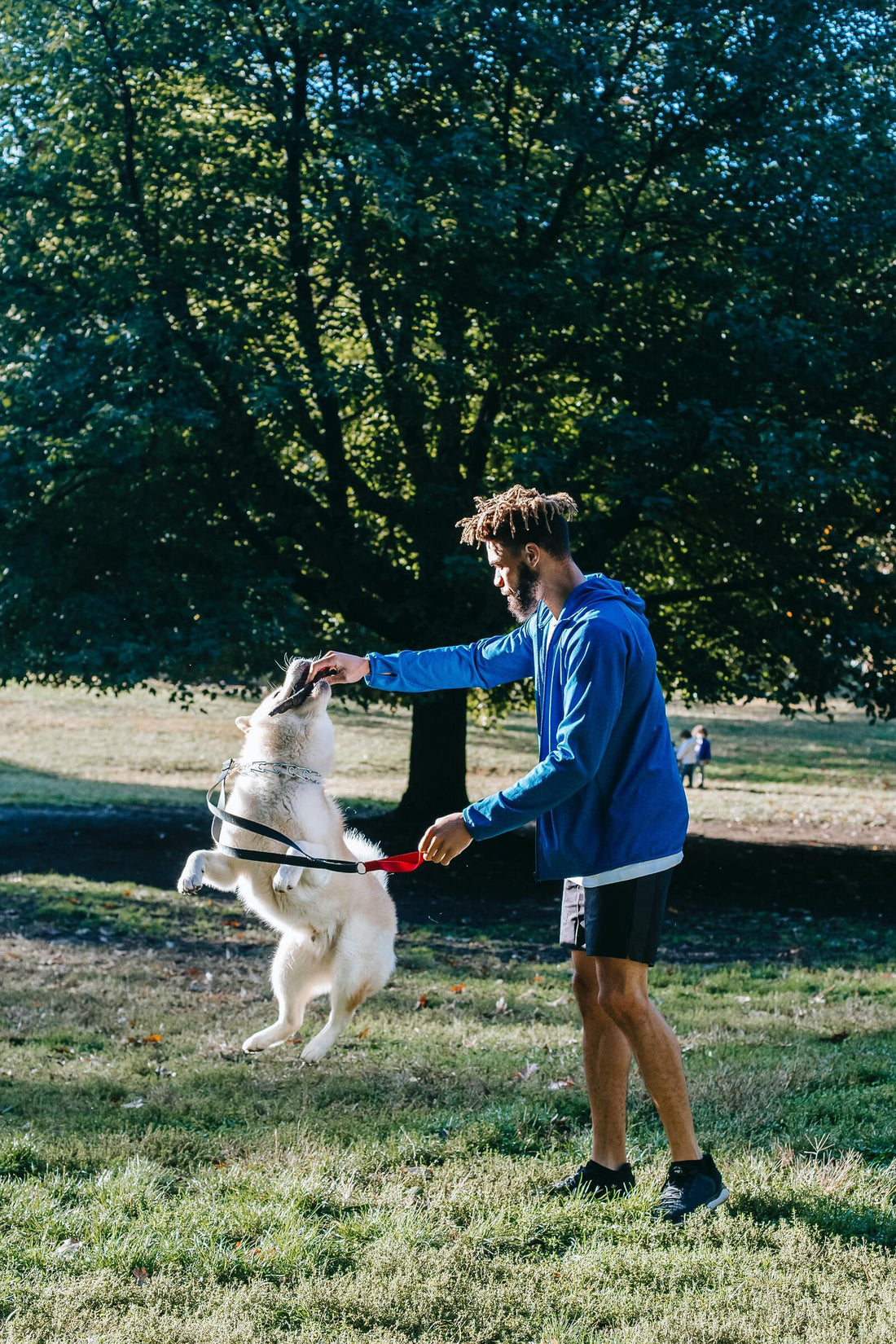 HOW TO MAKE THE MOST OF YOUR PET TRAINING SESSIONS